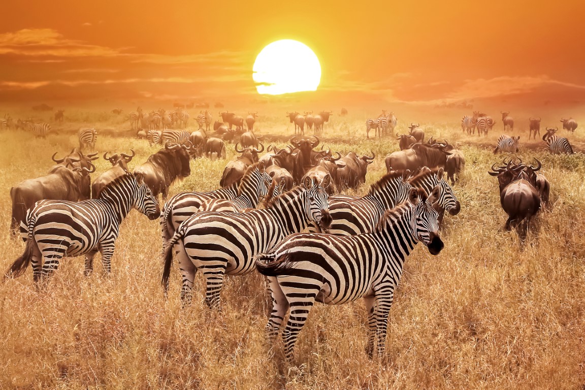 Tanzania Africa Serengeti National Park Zebras at sunset