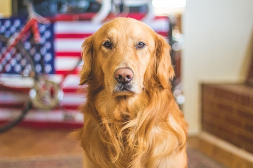 United Airlines Brings Christmas Cheer With Comfort Dogs