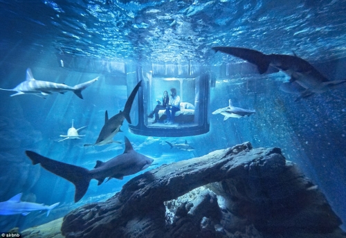 Airbnb Announces Night at the Shark Aquarium