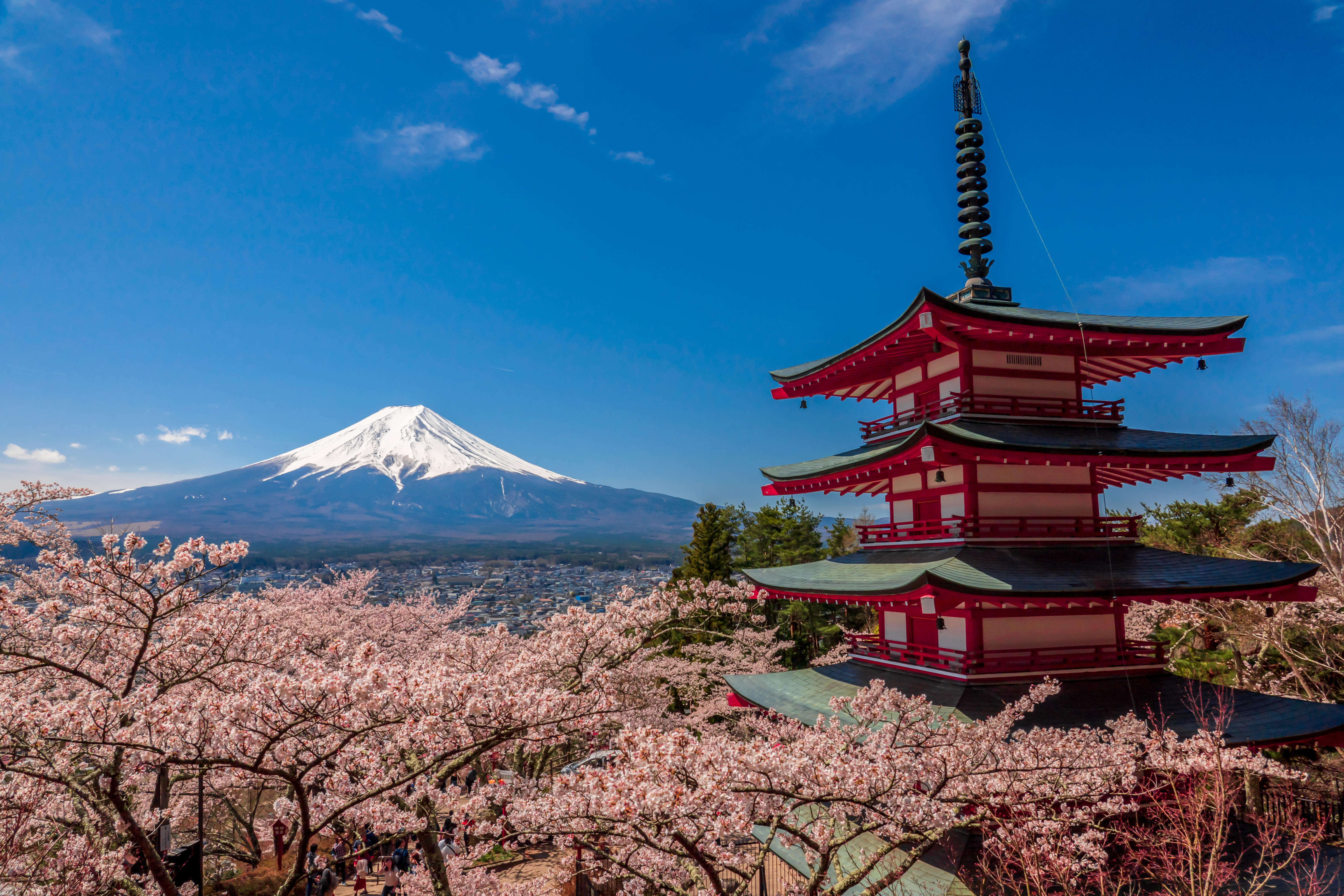 Japanese Cherry Blossom