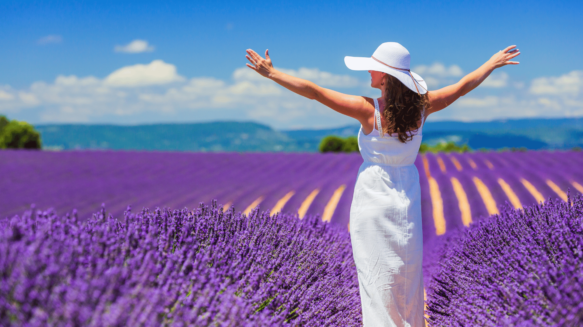 Lavender Fields in France