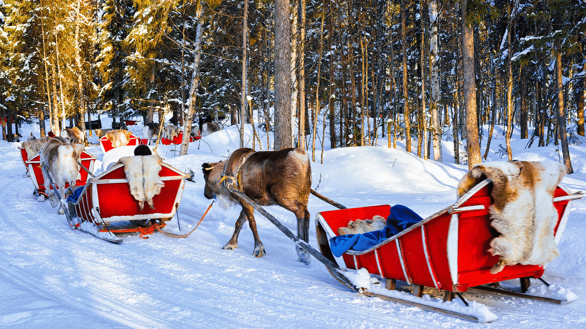 Sleigh rides in Finland with reindeers