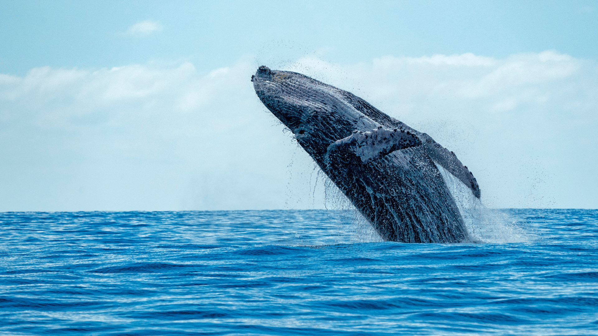 Whales in Iceland