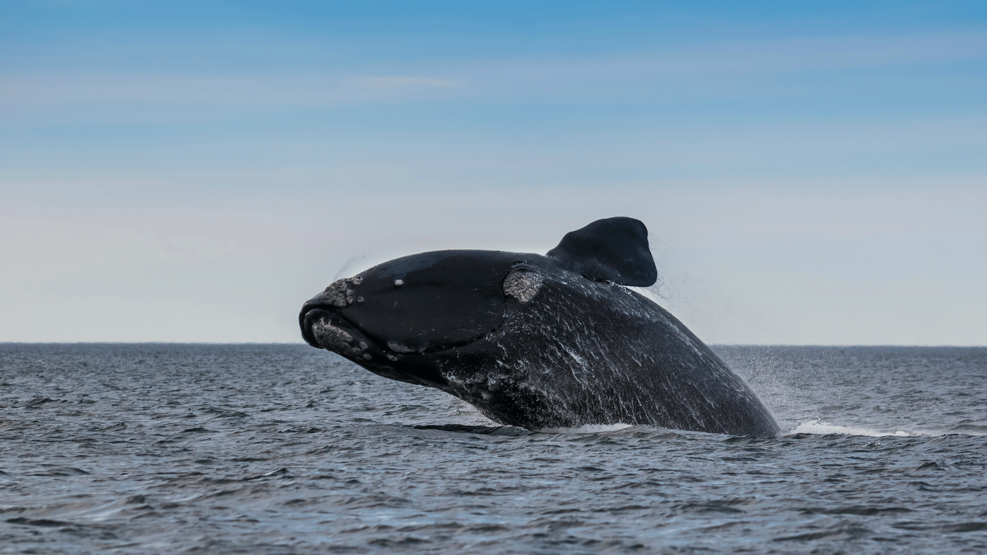 Whale watching in Nova Scotia